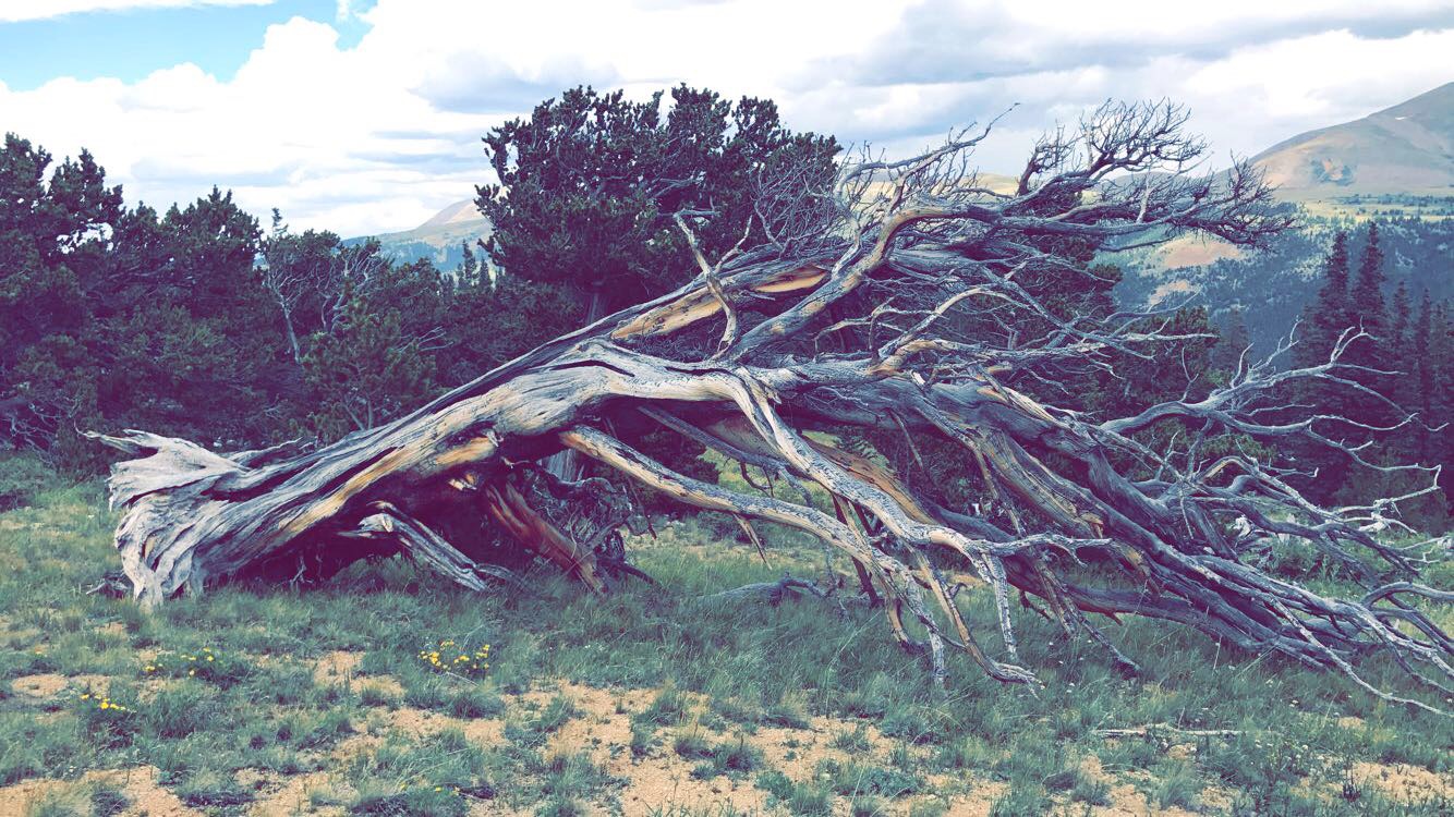 Windy Ridge Bristlecone Pine Scenic Area - Kiki's Peak Produce