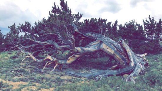 Windy Ridge Bristlecone Pine Scenic Area - Kiki's Peak Produce