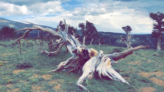 Windy Ridge Bristlecone Pine Scenic Area - Kiki's Peak Produce